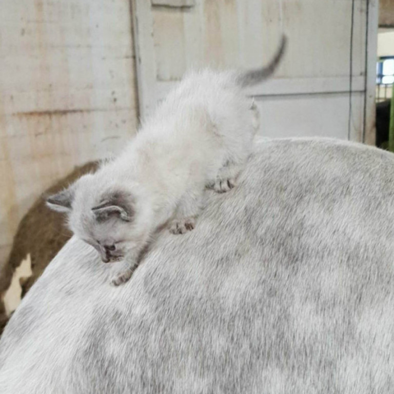 32950263_10156669252513623_2251649889261846528_n