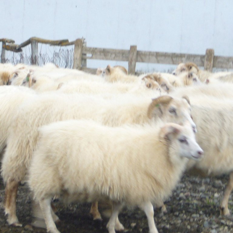 Fengitíminn nálgast!