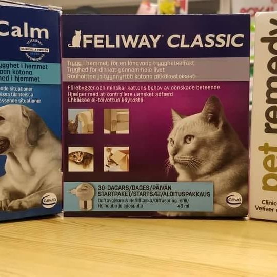 Gæludýr - Undirbúningur fyrir áramót